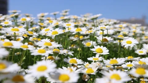 Chamomile blooming all over Stock Footage 319907329