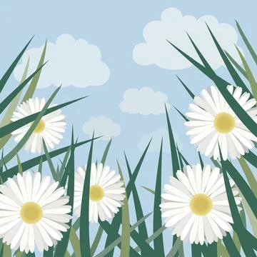 Chamomile Blooming in the Grass. Vector Illustration Illustrazione stock
