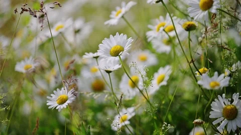 Chamomile blossoms swaying gracefully in the summer wind. Stock Footage 307622484