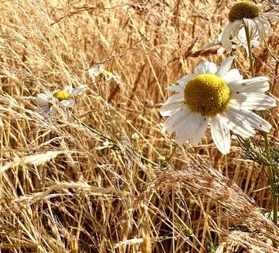 Chamomile Blossoms in Wheat Field Stock Photos