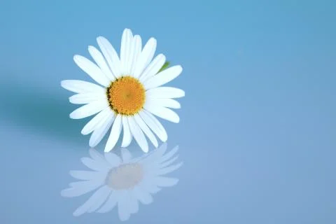 Chamomile on the blue background Stock Photos