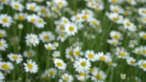 Chamomile. blurred background image.chamomile field. flowers are swaying in the Stock Footage 235864106