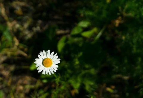Chamomile with blurred background Stock Photos