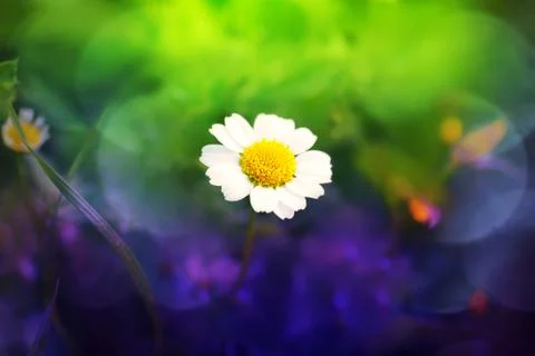 Chamomile with blurry bright background Stock Photos