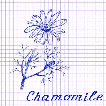 Chamomile. Botanical drawing on exercise book background Stock Illustration
