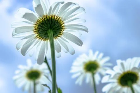 Chamomile, bottom view against the blue sky. Macro close-up photo. Stock Photos