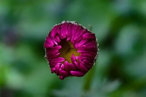 Chamomile bud close-up Stock Photos