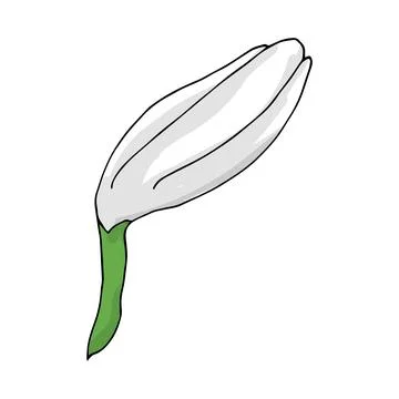 Chamomile bud Stock Illustration