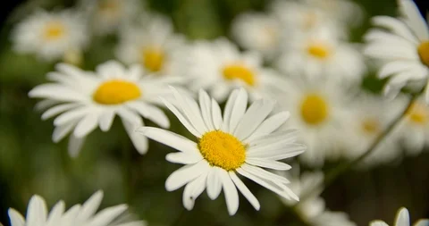Chamomile bush Stock Footage 112950491