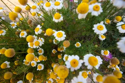 Chamomile bush Stock Photos