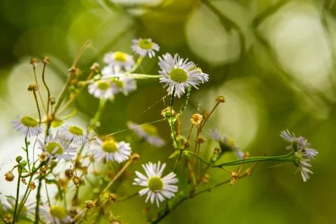 The  chamomile bush Stock Photos