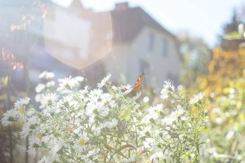 Chamomile with butterfly Stock Photos