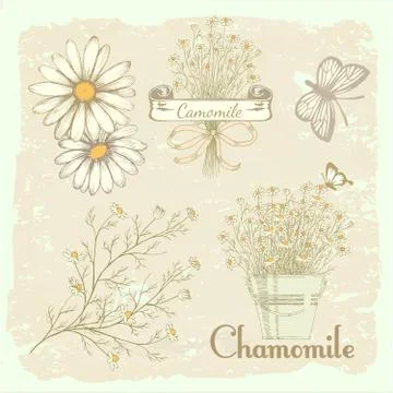 Chamomile, camomile drawing Stock Illustration