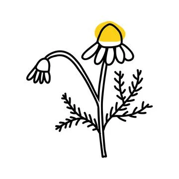 Chamomile in cartoon doodle style. Linear ink vector illustartion of wild flower Stock Illustration