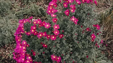 Chamomile chrysanthemum Stock Footage 301875416