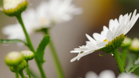 Chamomile close up on blurred background Stock Footage 147242841