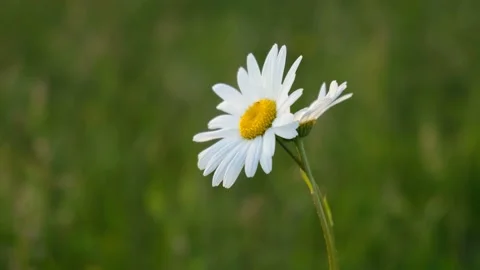 Chamomile close-up on a blurry green grass background. Stock Footage 196918412