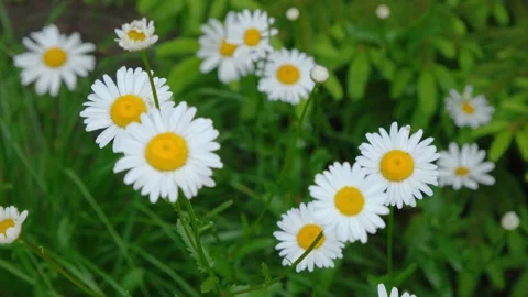 Chamomile close-up. Chamomile flowers close up. Beautiful chamomile flower close Vídeos de archivo 203816273