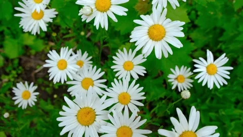 Chamomile close-up. Chamomile flowers close up. Beautiful chamomile flower close Stock Footage 207408647