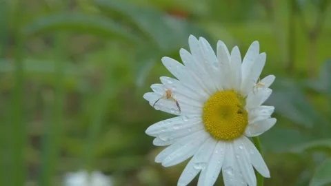 Chamomile close-up. Chamomile flowers close up. Beautiful chamomile flower close Vídeos de archivo 211091569