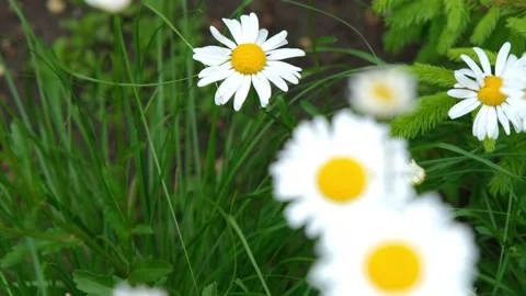 Chamomile close-up. Chamomile flowers close up. Beautiful chamomile flower close Stock Footage 217815783