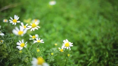 Chamomile close-up. Chamomile flowers close up. Beautiful chamomile flower Stock Footage 233346163