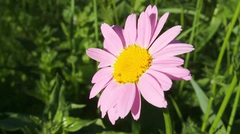 Chamomile close-up Video stock 51105284