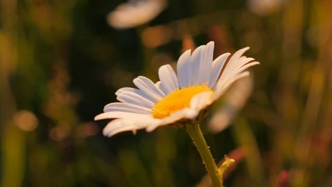 Chamomile close up in golden hour Stock Footage 78651563