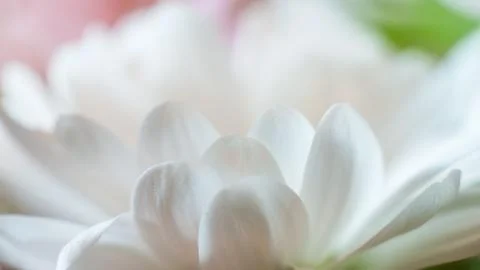 Chamomile close-up. Part Stock Photos