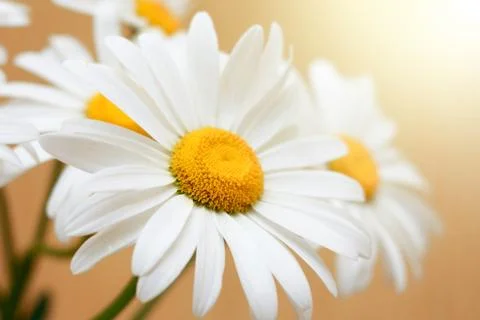 Chamomile close-up Foto stock