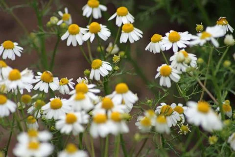Chamomile close up with selective focus Stock Photos
