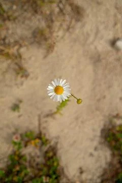 Chamomile close up top view Stock Photos