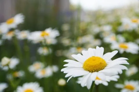 Chamomile closeup with blur background. Design concept for the summer calenda Stock Photos