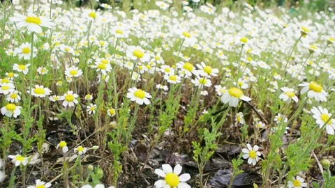 Chamomile closeup Stock-Footage 75789560
