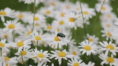 Chamomile closeup with pollinating insect green beetle Cetonia Aurata. Bright Stock Footage 234546484