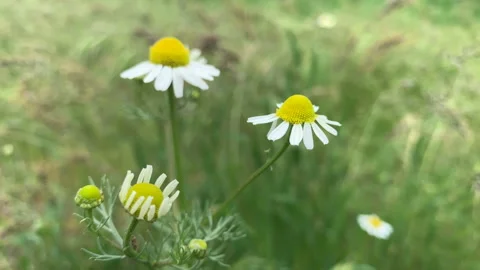 Chamomile closeup sways in the wind Stock Footage