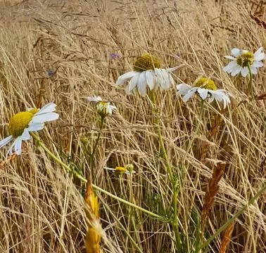 Chamomile Cluster in Wheat Field Stock Photos