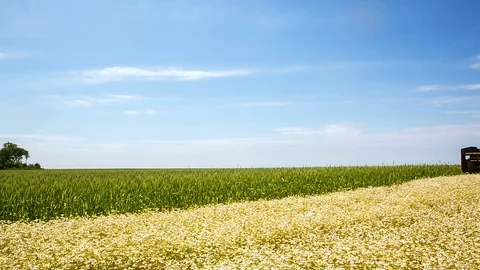 Chamomile collection for pharmaceutical needs. RAW video record. Stock Footage 91758335