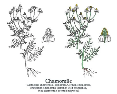 Chamomile. Colorful vector hand drawn plant. Vintage medicinal sketch Stock Illustration
