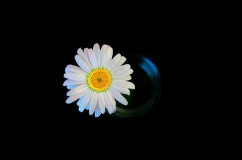 Chamomile with a core of yellow-green color located in the center, in a glass Stock Photos