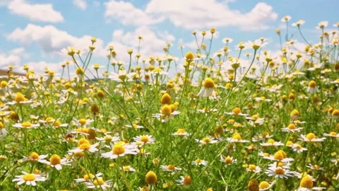 Chamomile daisies blooming in a field with the sky in the background and bees Stock Footage 342290860