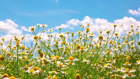 Chamomile daisies blooming in a field with the sky in the background Stock Footage 342291119