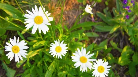 Chamomile, daisies field close-up. Chamomile flowers grass in meadow,animation Stock Footage 310231272