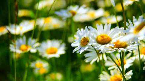 Chamomile. Daisies in a field on a windy summer day. Flowers in the wild. Flora Stock Footage 155762692