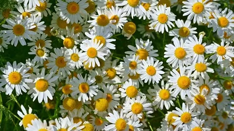 Chamomile daisies swaying in sunlit meadow close up. Tripleurospermum inodo.. Stock Footage 337499481