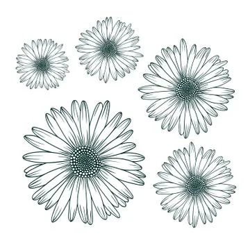 Chamomile daisy close up top view. Isolated botanical floral design element Stock Illustration