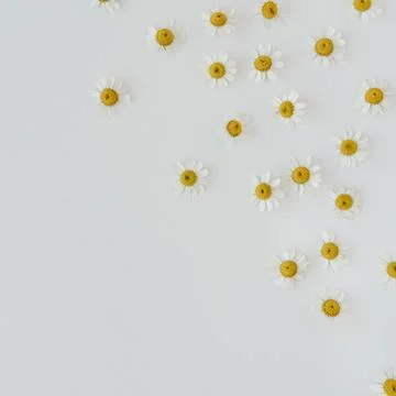 Chamomile daisy flower buds pattern on white background. Minimal summer flowe Stock Photos