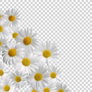 Chamomile, daisy  flowers , frame , background, transparent Stock Photos