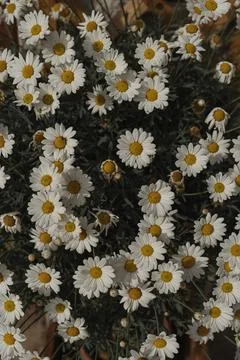 Chamomile daisy flowers pattern background. Abstract nature, floral texture.  스톡 사진
