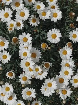 Chamomile daisy flowers pattern background. Abstract nature, floral texture.  스톡 사진